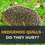 Hedgehog Quills What are Hedgehog Spikes