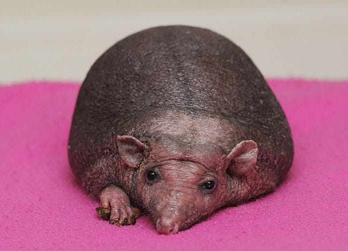 Hedgehog Quills What are Hedgehog Spikes? Pet Hedgehog Care