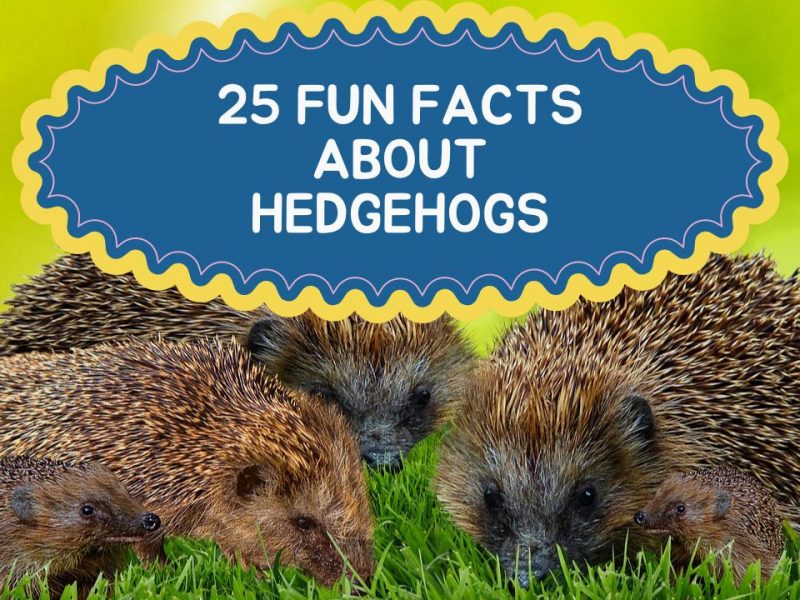 25 Fun Facts about hedgehogs