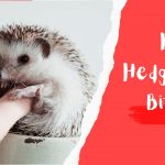 Do Hedgehogs Bite