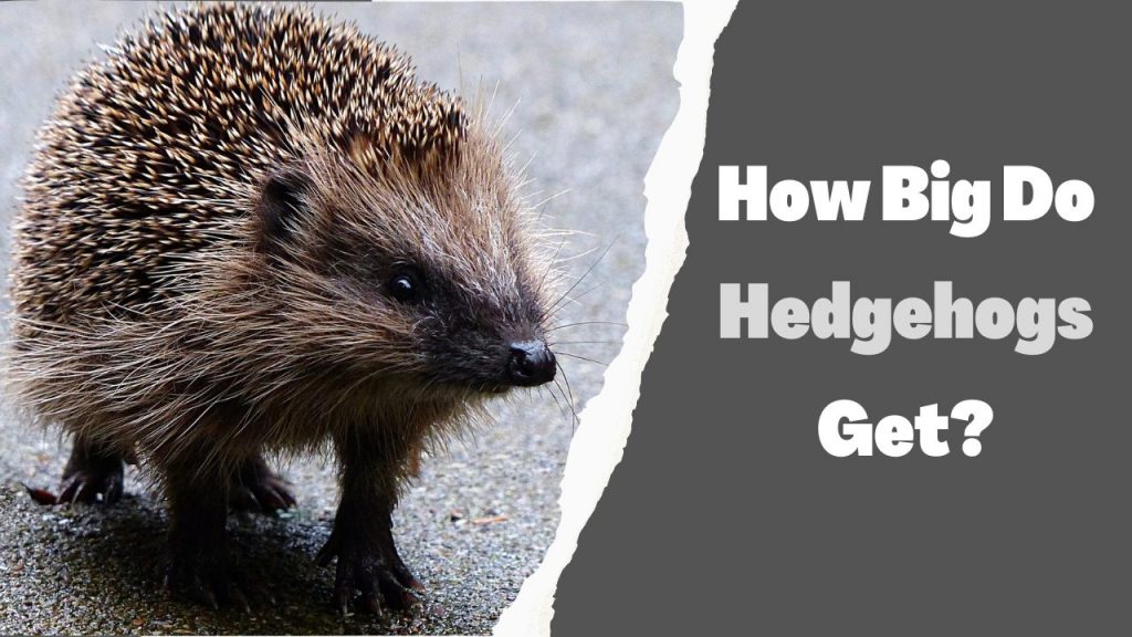 Pet Hedgehog Care Everything About Hedgehogs