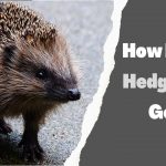 How Big Do Hedgehogs Get