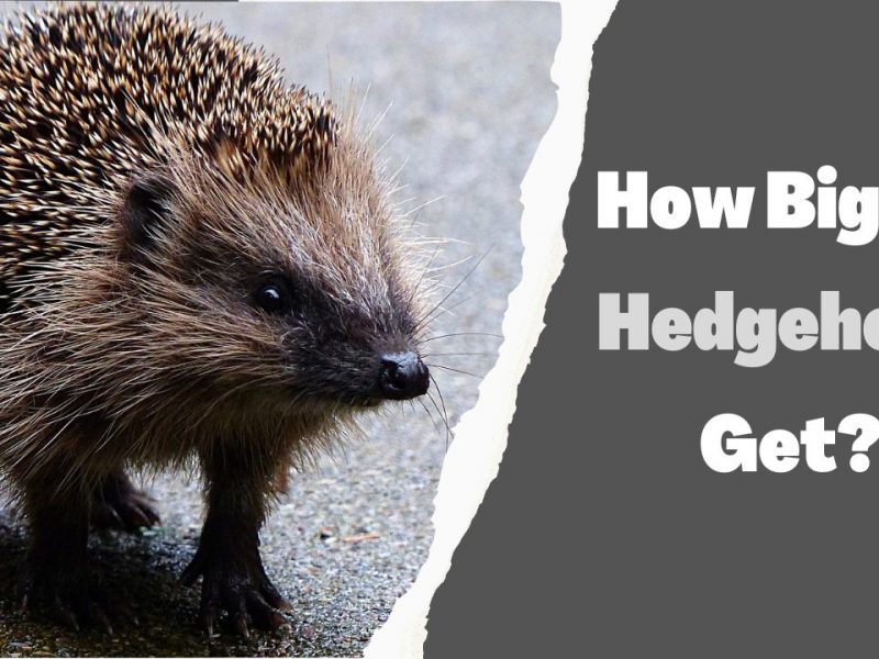 How Big Do Hedgehogs Get