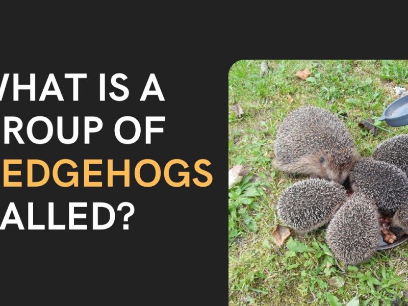 What is a group of hedgehogs called
